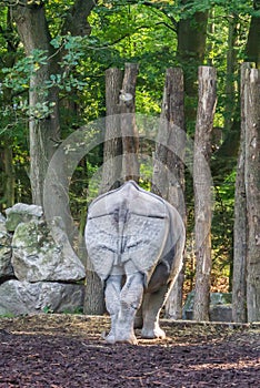 Indian rhino from behind showing view on his and tail in a forest landscape