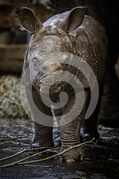 Indian rhino calf just few days old in captivity