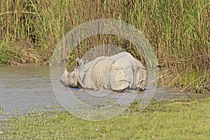 Indian Rhino Heading into the River