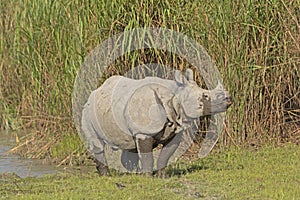 Indian Rhino on a River Bank