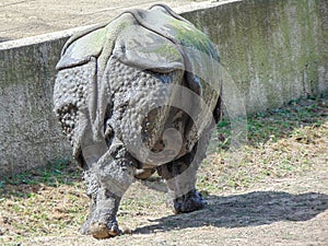 Indian rhino seen from behind. At zoo