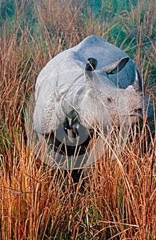 Indian Rhinoceros