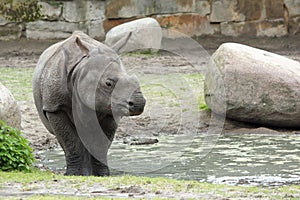 Indian rhinoceros