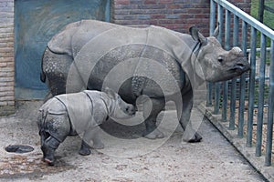 Indian rhinoceros