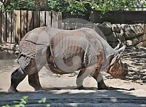 Indian rhinoceros