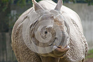 Indian rhinoceros