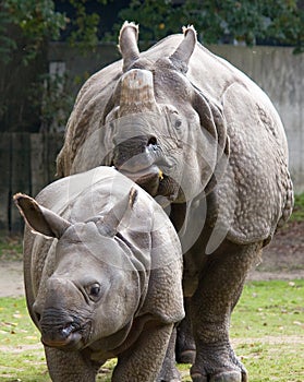 Indian rhinoceros with calf