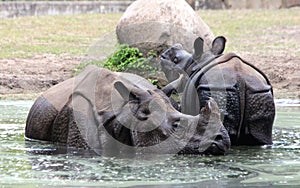 Indian rhinoceros or greater one-horned rhinoceros