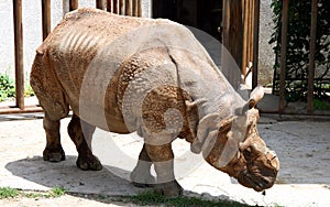 Indian rhinoceros or greater one-horned rhinoceros