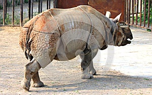 Indian rhinoceros or greater one-horned rhinoceros