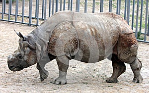 Indian rhinoceros or greater one-horned rhinoceros