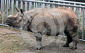 Indian rhinoceros or greater one-horned rhinoceros