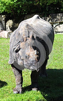 Indian rhinoceros or greater one-horned rhinoceros