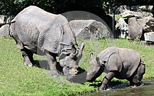 Indian rhinoceros or greater one-horned rhinoceros