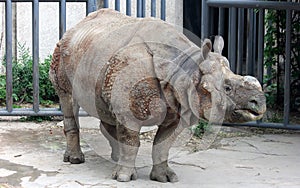 Indian rhinoceros or greater one-horned rhinoceros