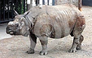 Indian rhinoceros or greater one-horned rhinoceros