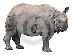 Indian rhinoceros or greater one-horned rhinoceros on white background