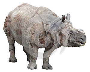 Indian rhinoceros or greater one-horned rhinoceros on white background