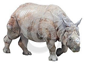 Indian rhinoceros or greater one-horned rhinoceros on white background