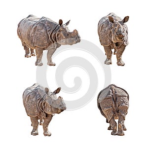 Indian Rhinoceros isolated on white background.