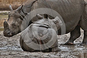 Indian rhinoceros mother and a baby in the beautiful nature looking habitat.