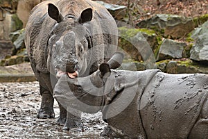 Indian rhinoceros mother and a baby in the beautiful nature looking habitat.