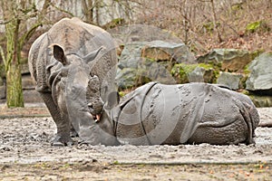 Indian rhinoceros mother and a baby in the beautiful nature looking habitat.