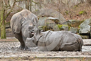 Indian rhinoceros mother and a baby in the beautiful nature looking habitat.