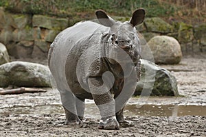 Indian rhinoceros mother and a baby in the beautiful nature looking habitat.