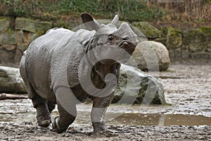 Indian rhinoceros mother and a baby in the beautiful nature looking habitat.