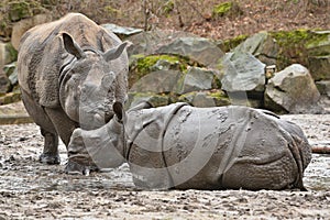 Indian rhinoceros mother and a baby in the beautiful nature looking habitat.