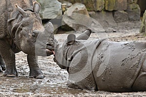 Indian rhinoceros mother and a baby in the beautiful nature looking habitat.