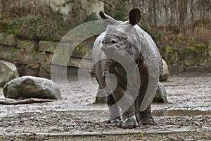 Indian rhinoceros mother and a baby in the beautiful nature looking habitat.