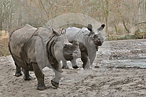 Indian rhinoceros mother and a baby in the beautiful nature looking habitat.