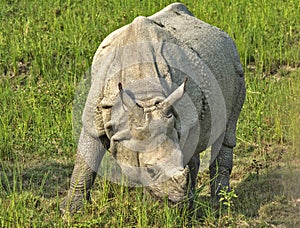 Indian Rhinoceros