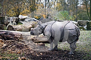 Indian rhinoceros Rhinoceros unicornis