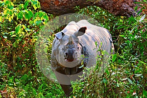The Indian rhinoceros, Rhinoceros unicornis
