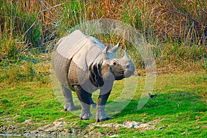 The Indian rhinoceros, Rhinoceros unicornis