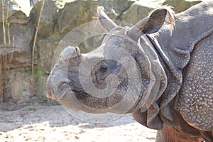 Indian rhinoceros   Rhinoceros unicornis