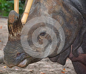 The Indian Rhinoceros Rhinoceros unicornis