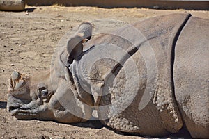 The Indian Rhinoceros Rhinoceros unicornis