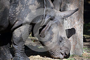 The Indian Rhinoceros Rhinoceros unicornis