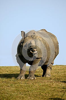 INDIAN RHINOCEROS rhinoceros unicornis