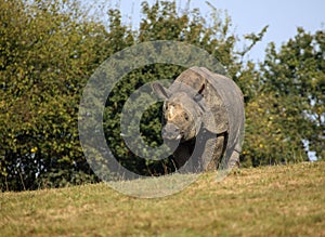 INDIAN RHINOCEROS rhinoceros unicornis