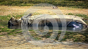 The Indian Rhinoceros (Rhinoceros unicornis)