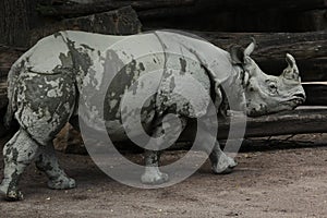 Indian rhinoceros (Rhinoceros unicornis).