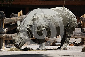 Indian rhinoceros (Rhinoceros unicornis).