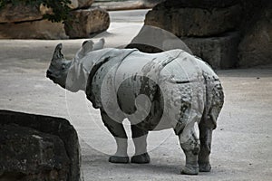 Indian rhinoceros (Rhinoceros unicornis).