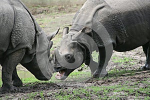 Indian rhinoceros (Rhinoceros unicornis)