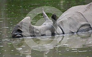 Indian rhinoceros (Rhinoceros unicornis)